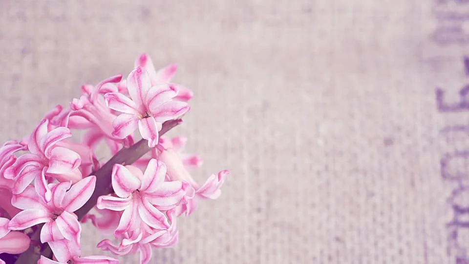 Soft pink hyacinth blooms — decorative mood image