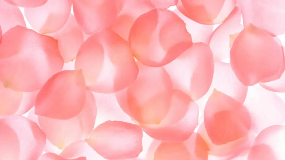 Soft blush rose petals — decorative texture